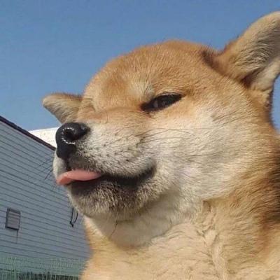 高级又沙雕的头像动物 超沙雕的动物头像图片 20张