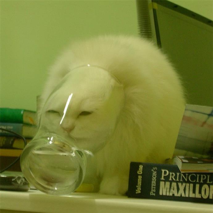 高级又沙雕的可爱头像图片大全2023火爆分享中 9张