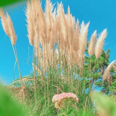 风景头像带来好运 风景图头像带来好运 20张