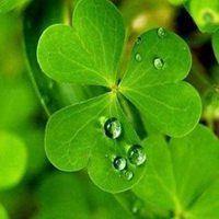 四叶草图片头像图片可爱 四叶草头像图片大全 16张